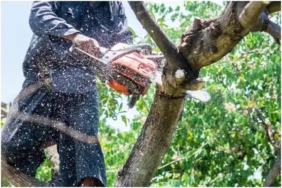 tree services Olmos Park